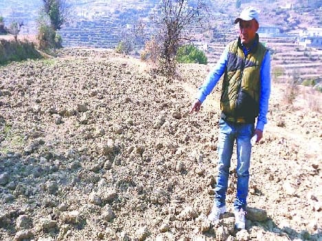rabi crop drought